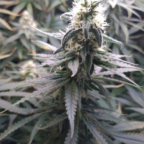 Cookie growlog timeline photo