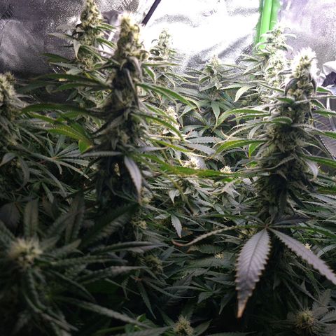 Cookie growlog timeline photo