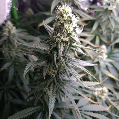 Cookie growlog timeline photo