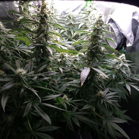 Cookie growlog timeline photo