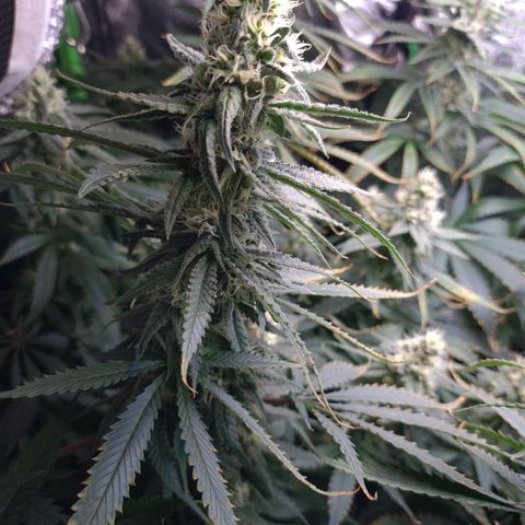 Cookie growlog timeline photo