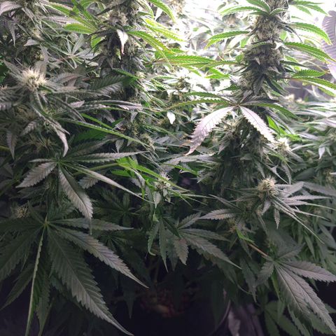 Cookie growlog timeline photo