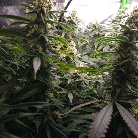 Cookie growlog timeline photo