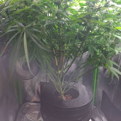 Cookie growlog timeline photo