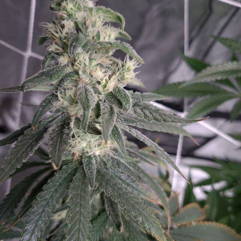 Cookie growlog timeline photo