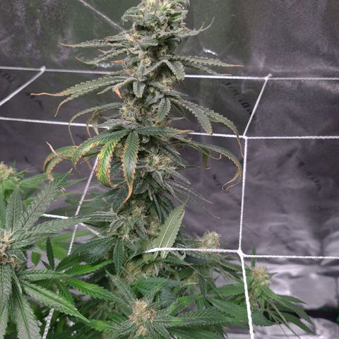 Cookie growlog timeline photo