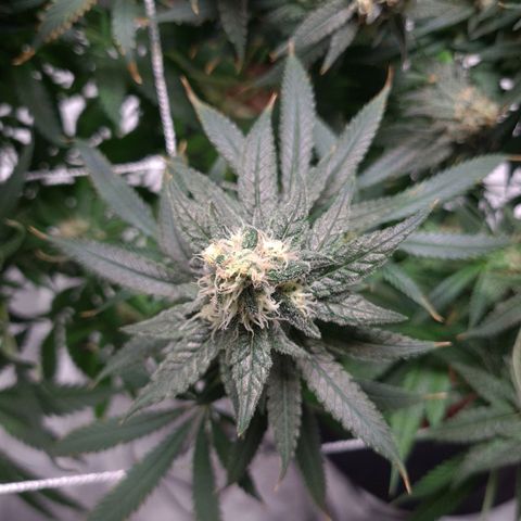 Cookie growlog timeline photo
