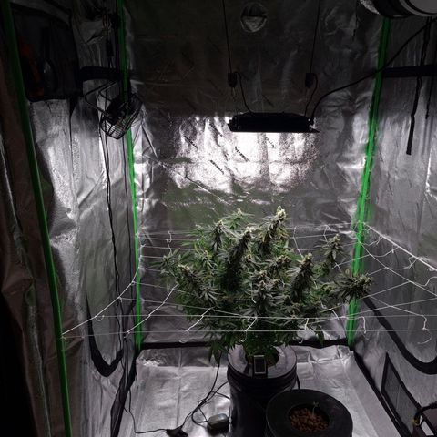 Cookie growlog timeline photo