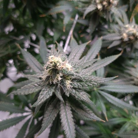 Cookie growlog timeline photo