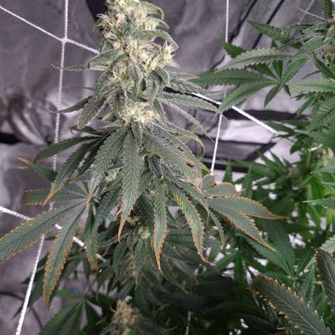 Cookie growlog timeline photo