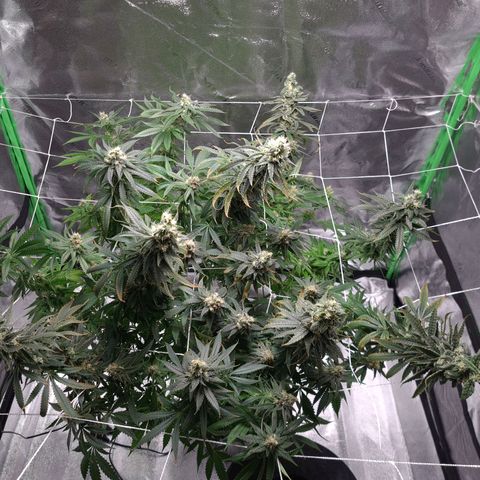 Cookie growlog timeline photo