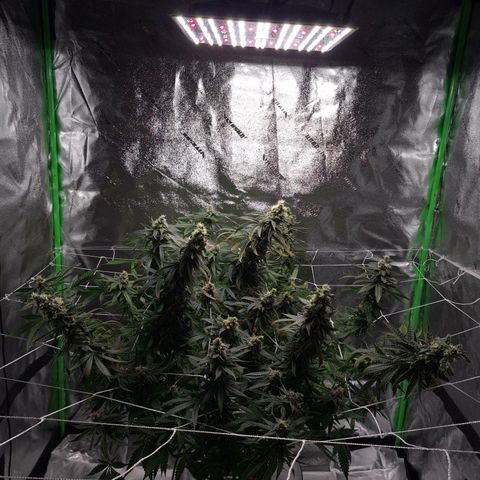 Cookie growlog timeline photo
