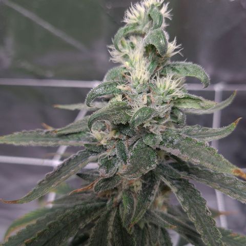 Cookie growlog timeline photo
