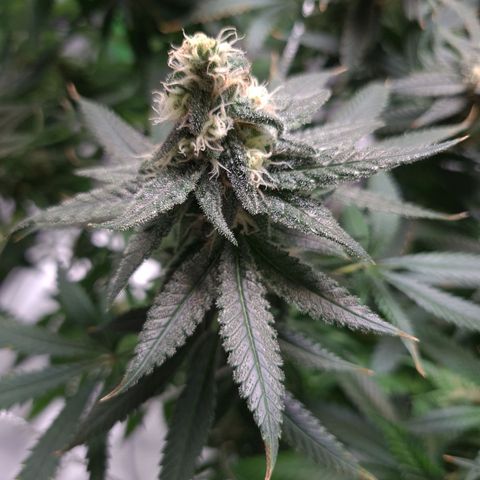 Cookie growlog timeline photo
