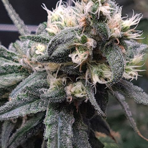 Cookie growlog timeline photo