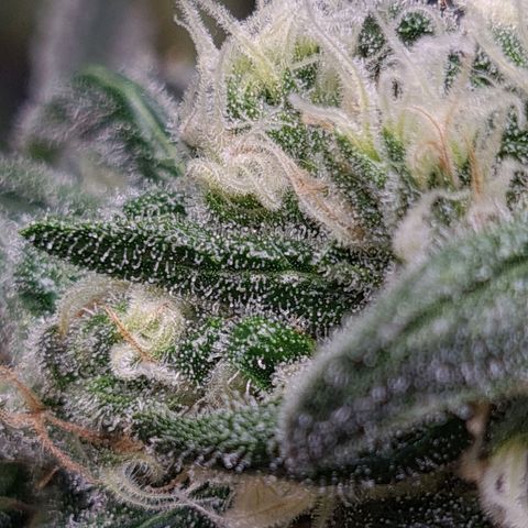 Cookie growlog timeline photo