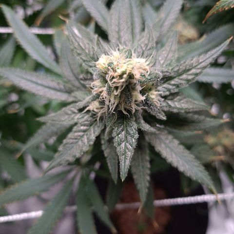 Cookie growlog timeline photo