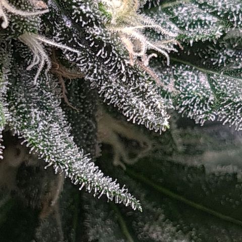 Cookie growlog timeline photo