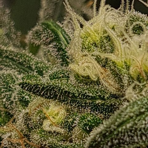Cookie growlog timeline photo