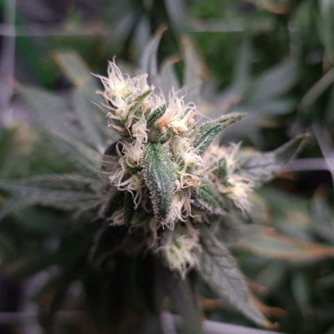 Cookie growlog timeline photo