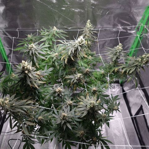 Cookie growlog timeline photo
