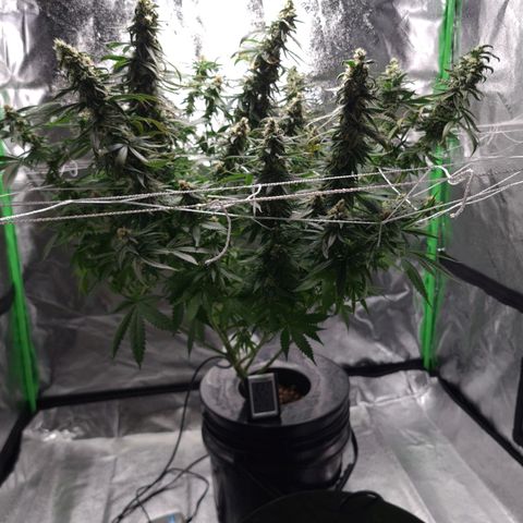 Cookie growlog timeline photo