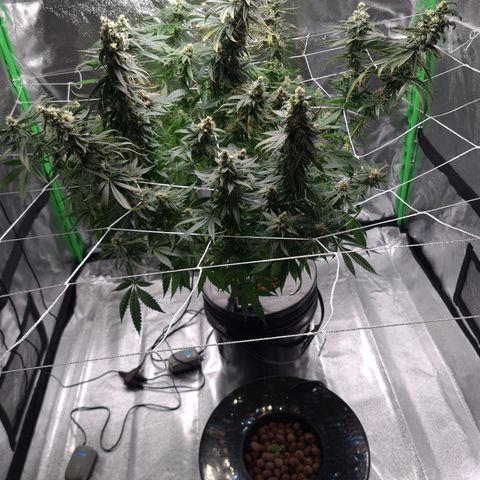 Cookie growlog timeline photo