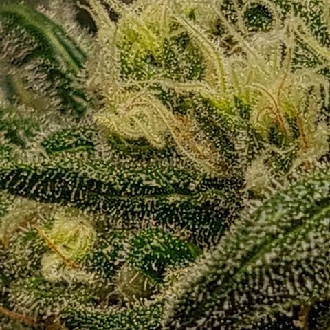 Cookie growlog timeline photo