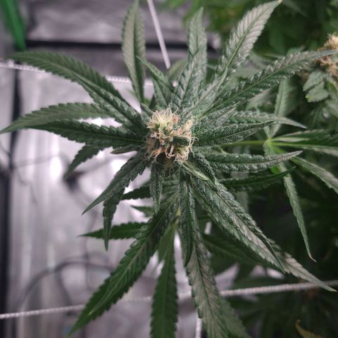 Cookie growlog timeline photo