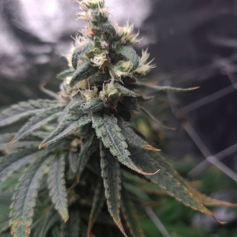 Cookie growlog timeline photo