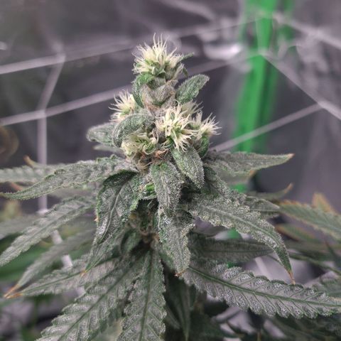 Cookie growlog timeline photo