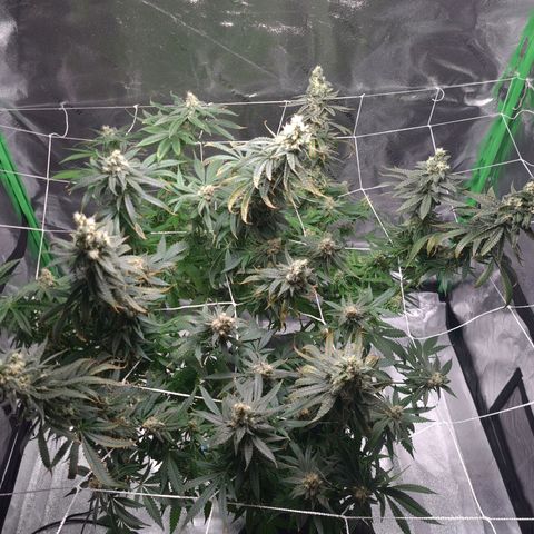 Cookie growlog timeline photo