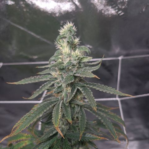 Cookie growlog timeline photo