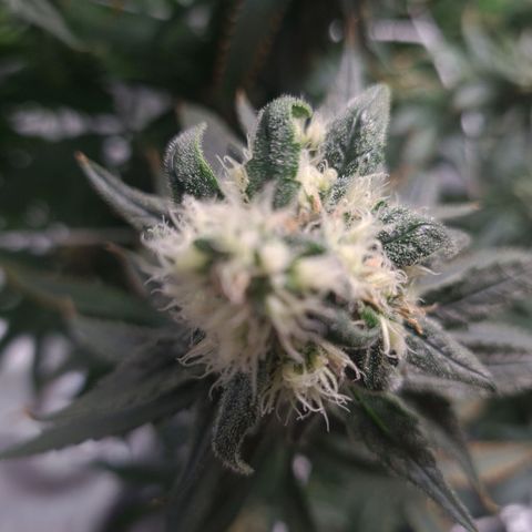 Cookie growlog timeline photo