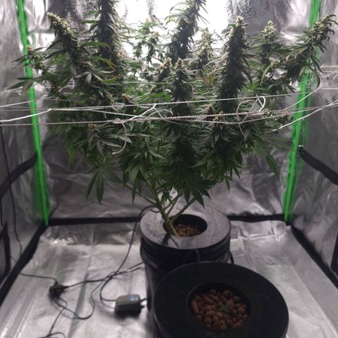 Cookie growlog timeline photo