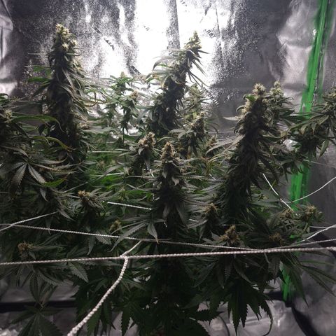 Cookie growlog timeline photo