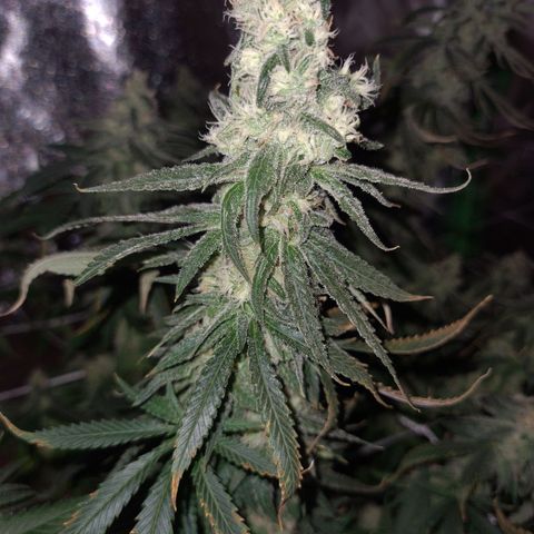 Cookie growlog timeline photo