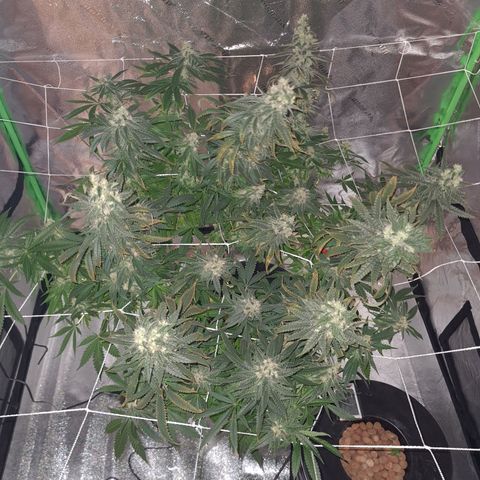 Cookie growlog timeline photo