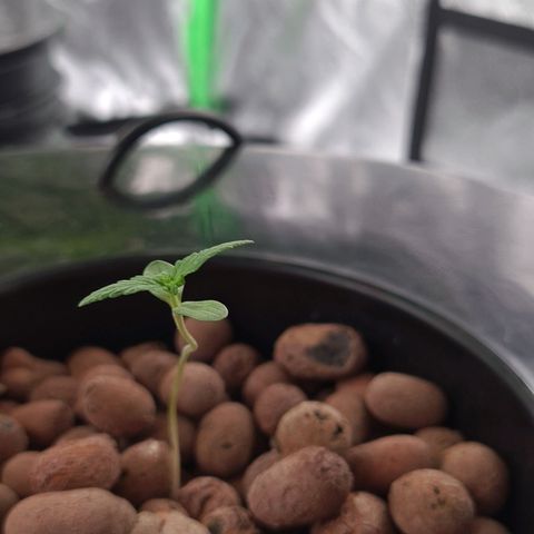 Guineo growlog timeline photo