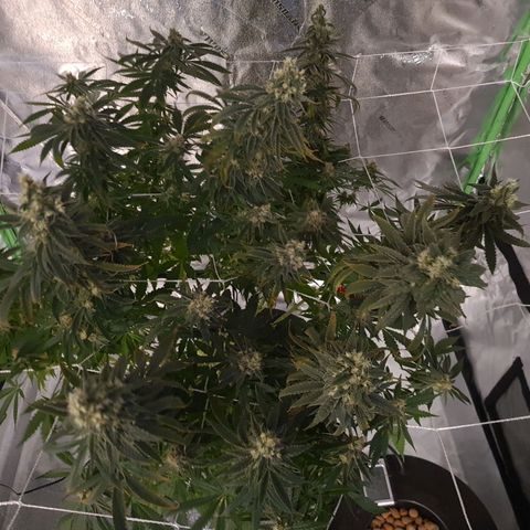 Cookie growlog timeline photo