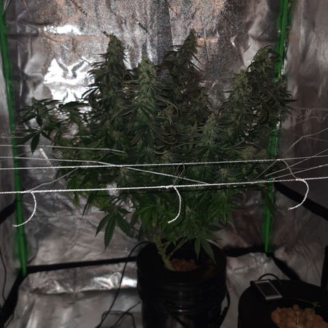 Cookie growlog timeline photo