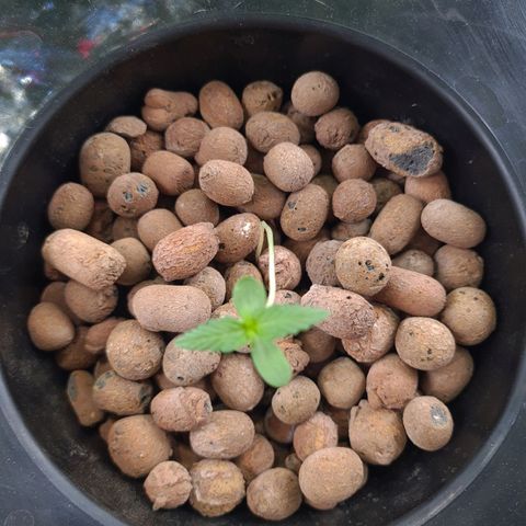 Guineo growlog timeline photo