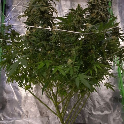 Cookie growlog timeline photo