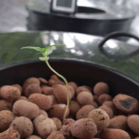 Guineo growlog timeline photo