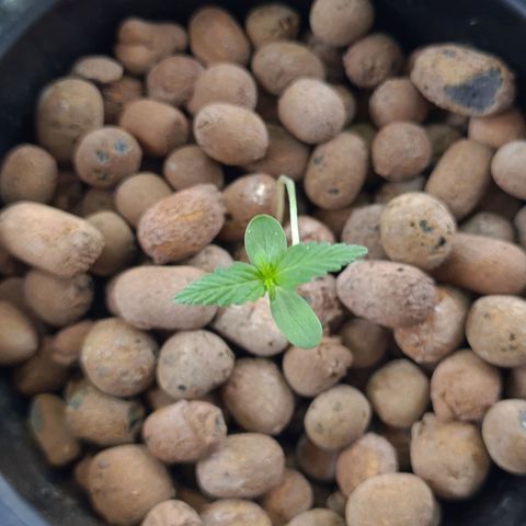 Guineo growlog timeline photo