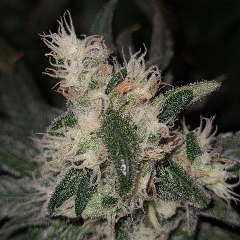 Cookie growlog timeline photo