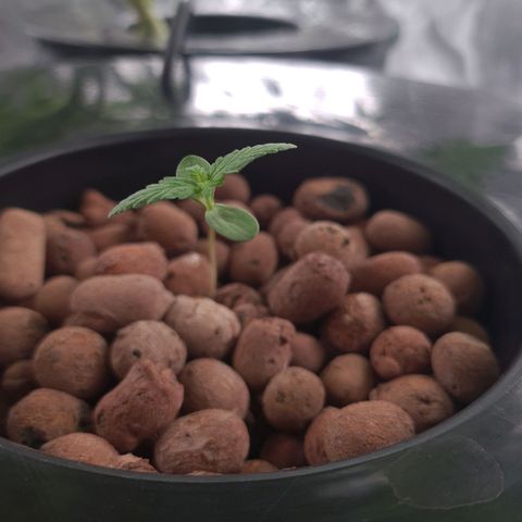 Guineo growlog timeline photo