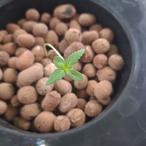 Guineo growlog timeline photo