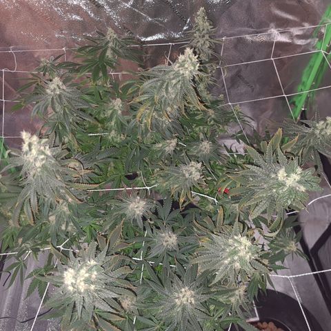 Cookie growlog timeline photo