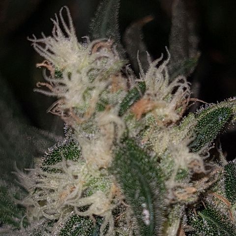 Cookie growlog timeline photo